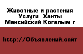 Животные и растения Услуги. Ханты-Мансийский,Когалым г.